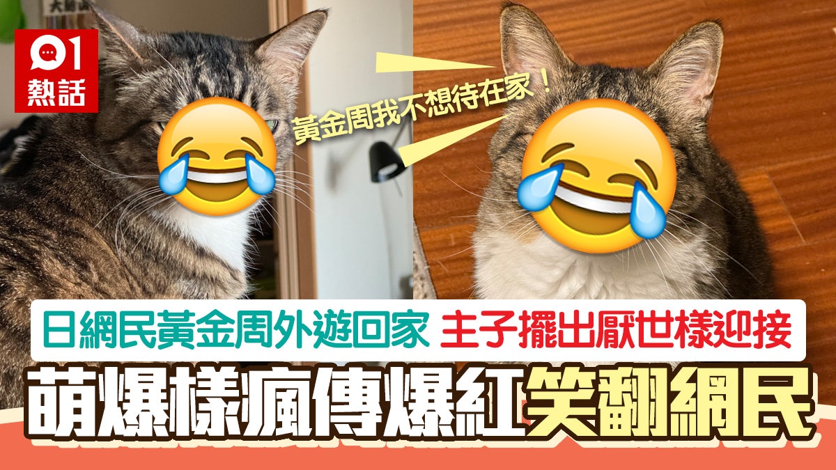 搞笑!黃金周外遊回家 主子擺出厭世樣迎接 萌樣瘋傳笑翻網民 搞笑!黃金周外遊回家 主子擺出厭世樣迎接 萌樣瘋傳笑翻網民