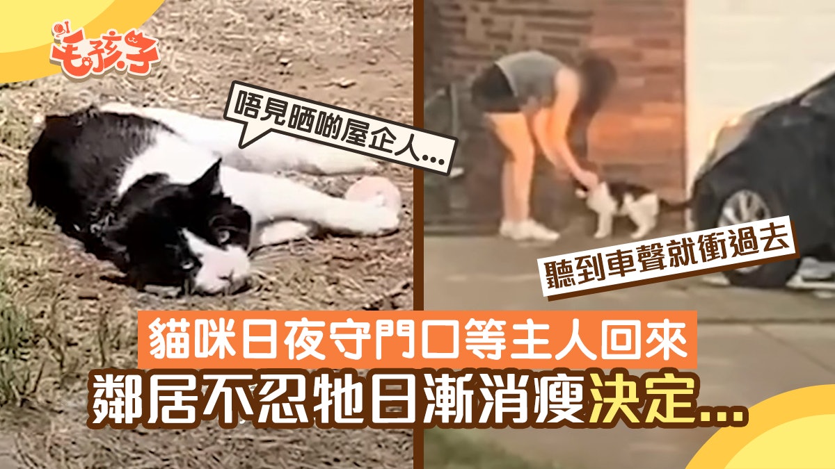搬家卻棄下貓咪 鄰居見喵星人這樣做只為等主人回來:心很痛 搬家卻棄下貓咪 鄰居見喵星人這樣做只為等主人回來:心很痛