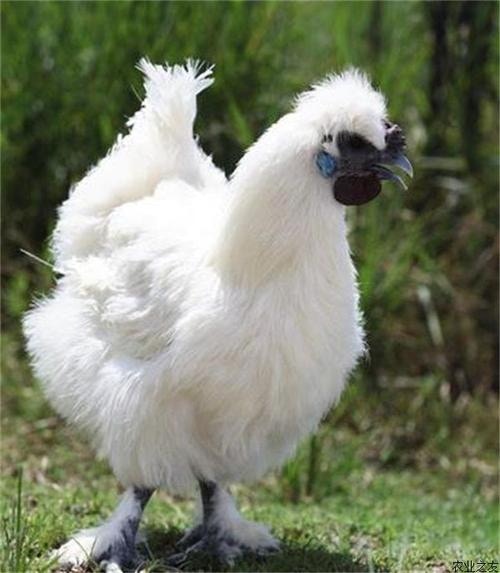 烏雞全身羽毛潔白，但喙、趾、肉、骨和皮呈黑色。（網上圖片）