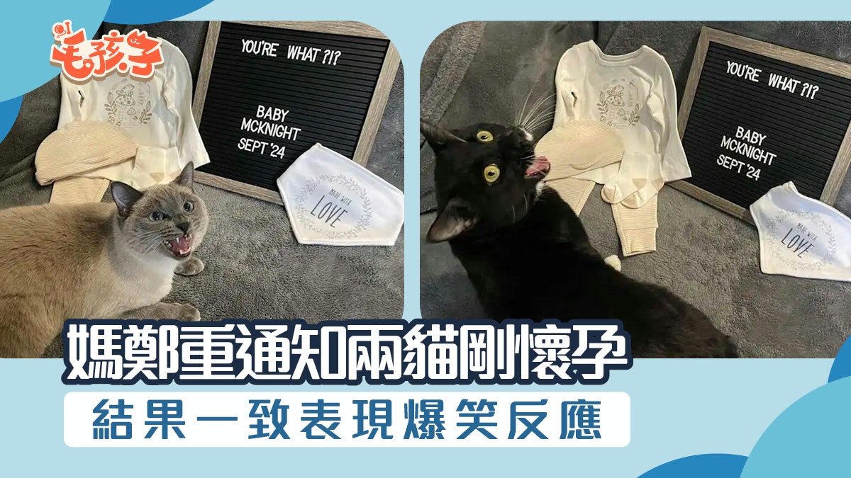 主人懷孕後 用這隆重儀式通知家中黏人貓主子 貓:怎辦!失寵了 主人懷孕後 用這隆重儀式通知家中黏人貓主子 貓:怎辦!失寵了