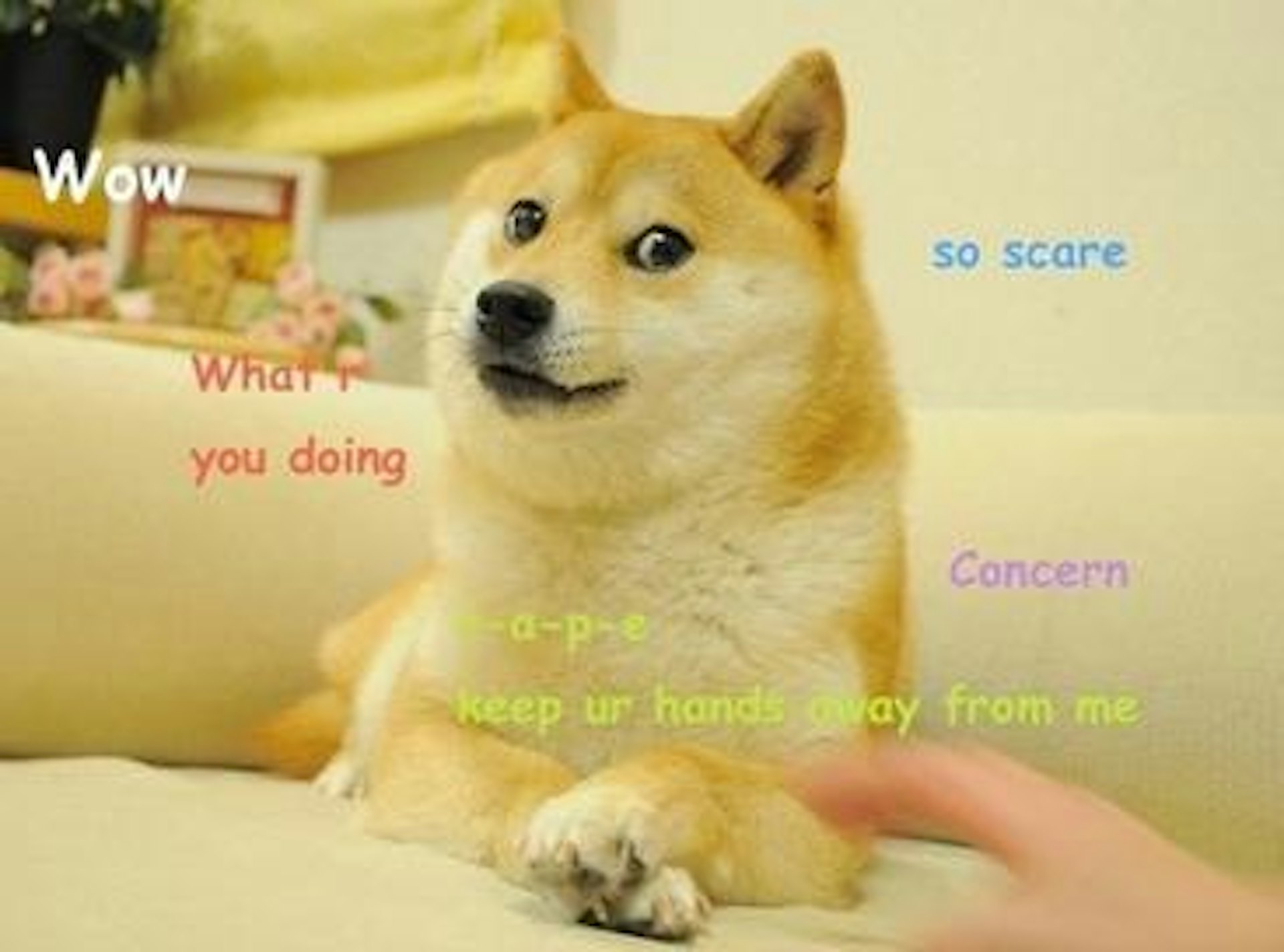 本名「Kabosu」(かぼす,意思為臭橙)的日本柴犬憑一張迷因圖(Meme)「Doge」紅遍全球(網絡圖片) 本名「Kabosu」(かぼす,意思為臭橙)的日本柴犬憑一張迷因圖(Meme)「Doge」紅遍全球(網絡圖片)