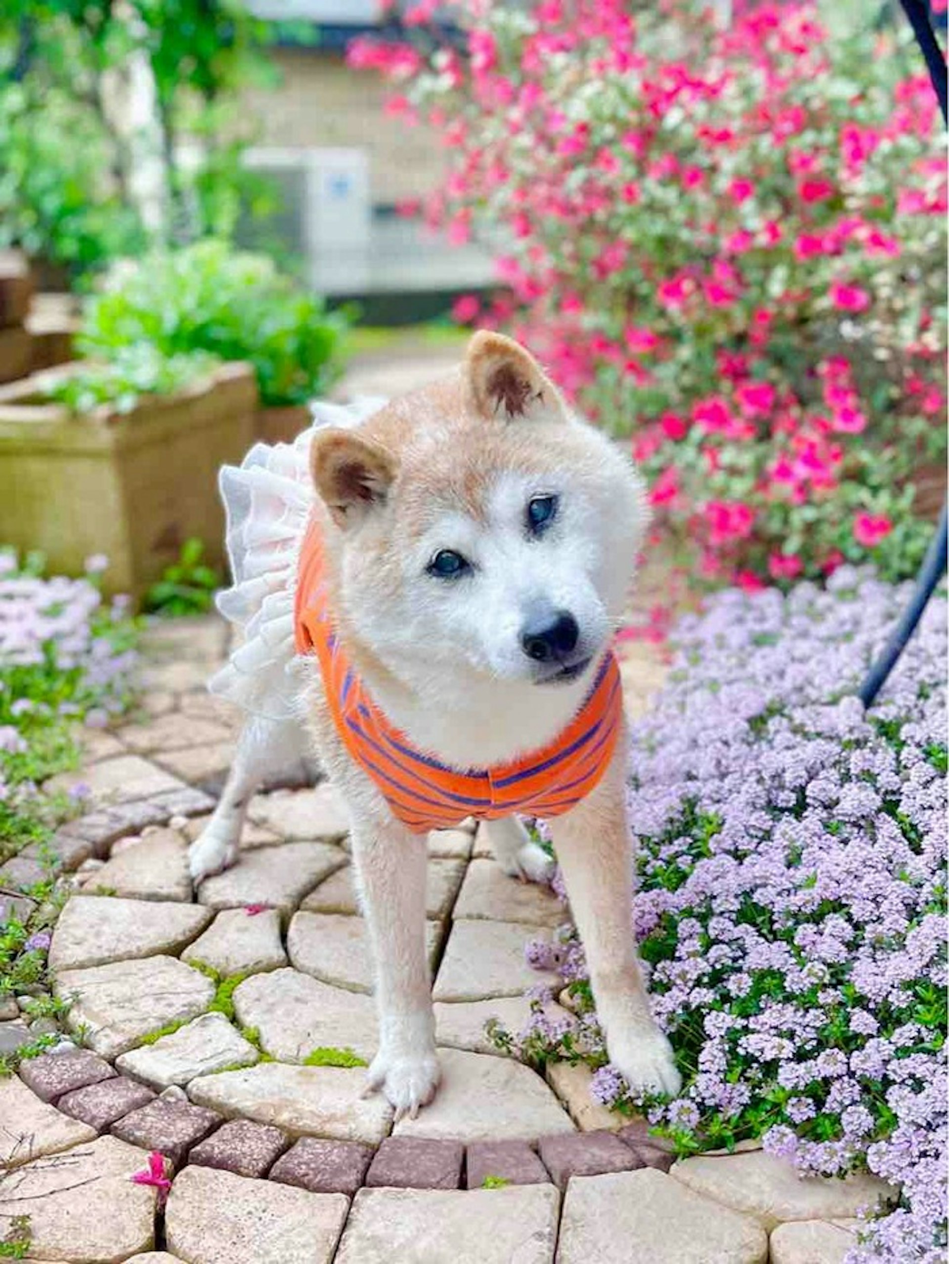 本名「Kabosu」(かぼす,意思為臭橙)的日本柴犬憑一張迷因圖(Meme)「Doge」紅遍全球(kabochan.blog.jp) 本名「Kabosu」(かぼす,意思為臭橙)的日本柴犬憑一張迷因圖(Meme)「Doge」紅遍全球(kabochan.blog.jp)