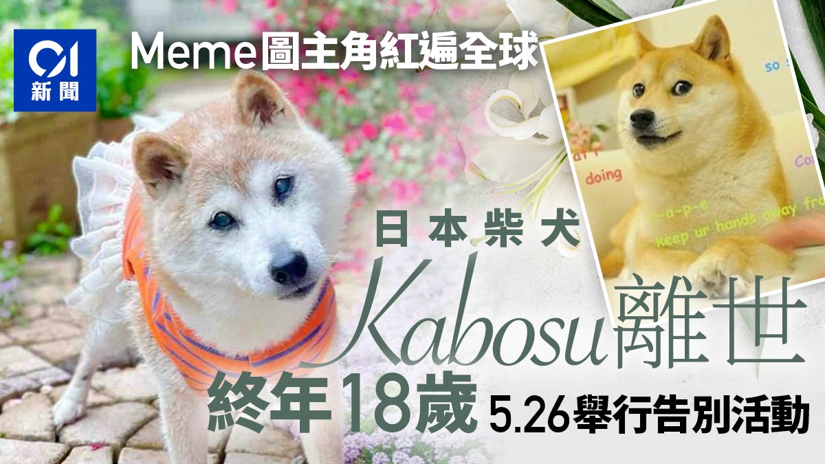 Doge網絡迷因主角柴犬Kabosu逝世終年18歲 5月26日舉行告別活動 Doge網絡迷因主角柴犬Kabosu逝世終年18歲 5月26日舉行告別活動