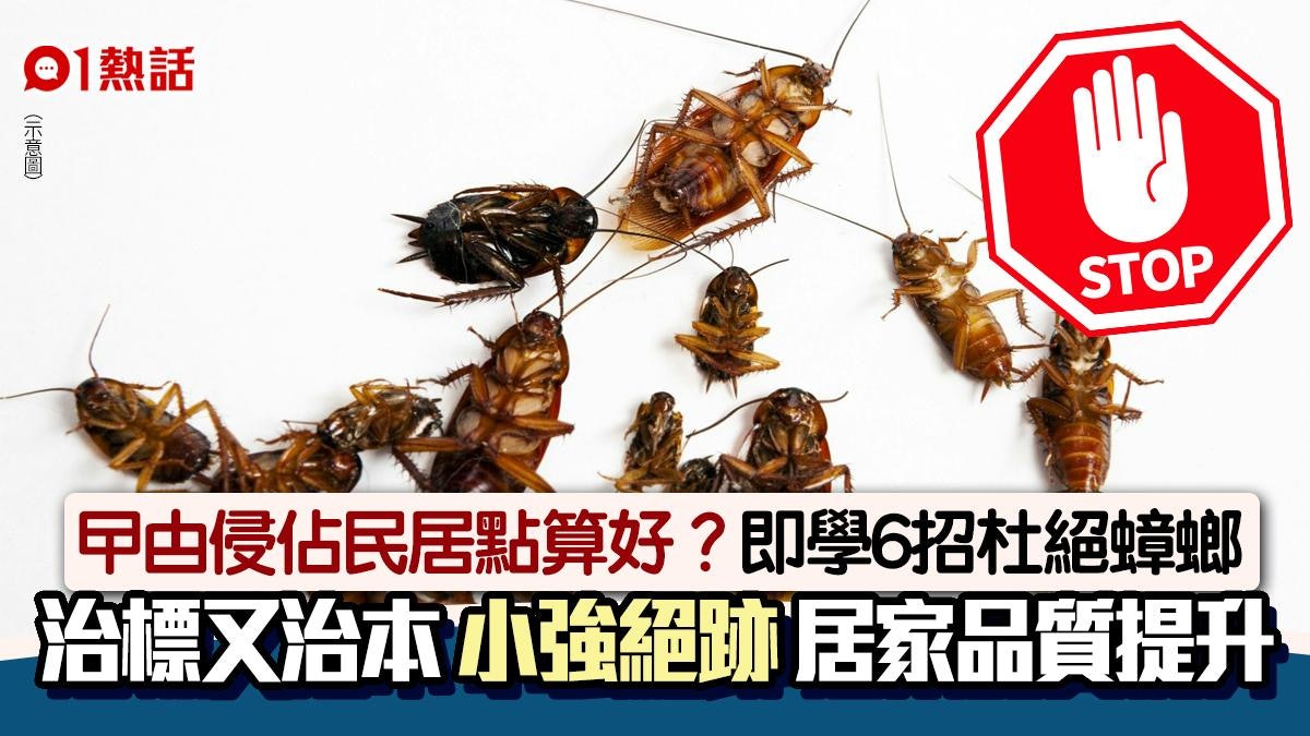 滅曱甴|家中湧現小蟑螂 即學滅蟑6招治標又治本:小強當場死亡 滅曱甴|家中湧現小蟑螂 即學滅蟑6招治標又治本:小強當場死亡