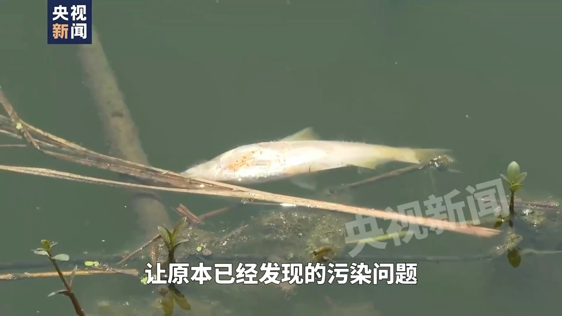 《央視》曝光長江支流滁河南京浦口段被嚴重污染。(圖/翻攝央視新聞)