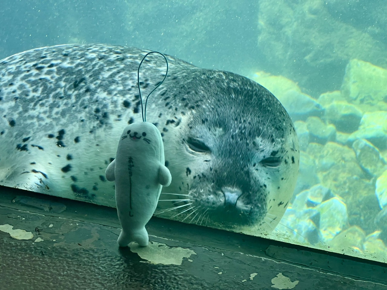 日本有網民帶海豹玩偶到水族館參觀,吸引1隻海豹上前瞇眼查看,照片萌爆全網。(「X@GacchiRika」圖片) 日本有網民帶海豹玩偶到水族館參觀,吸引1隻海豹上前瞇眼查看,照片萌爆全網。(「X@GacchiRika」圖片)
