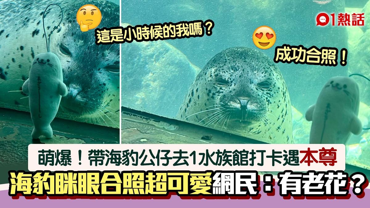 萌!帶海豹公仔去水族館打卡 遇「本尊」瞇眼緊盯 網民激讚可愛 萌!帶海豹公仔去水族館打卡 遇「本尊」瞇眼緊盯 網民激讚可愛