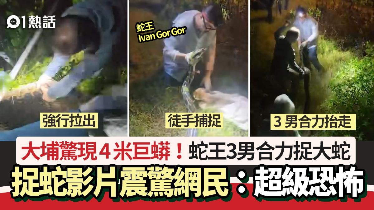 大埔驚現4米巨蟒！蛇王出動3男活捉大蛇影片瘋傳　網民：睇到腳軟