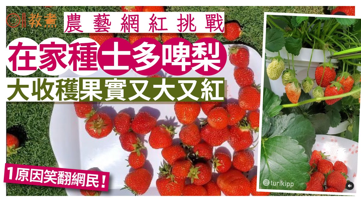 農藝網紅挑戰在家種士多啤梨!大收穫果實大顆鮮紅 1原因笑翻網民 農藝網紅挑戰在家種士多啤梨!大收穫果實大顆鮮紅 1原因笑翻網民