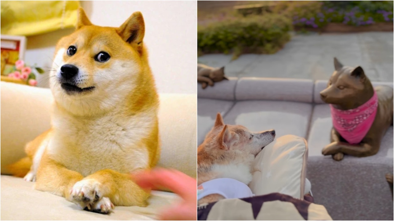 Meme圖日本柴犬kabosu離世 生前短片勁催淚:最後一次散步