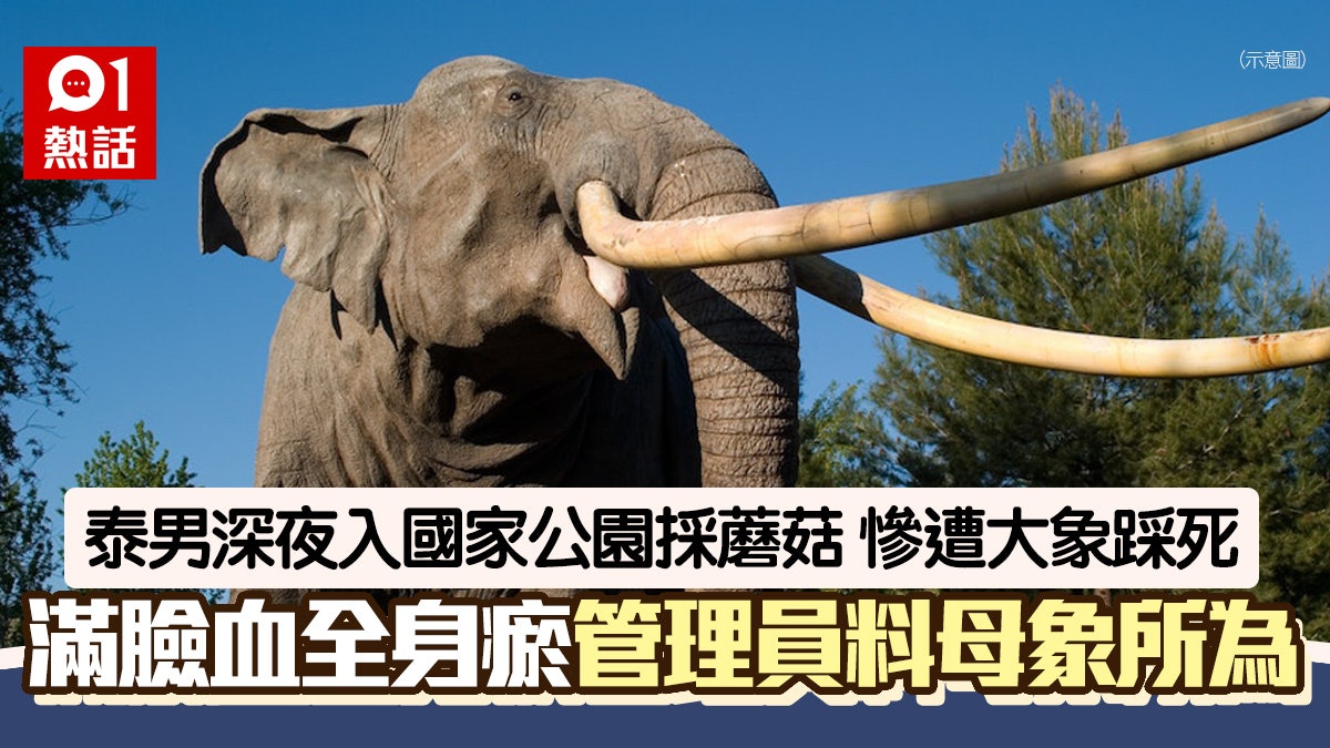 泰男入國家公園採蘑菇 遭母象踩死全身瘀青 管理員推測出事原因 泰男入國家公園採蘑菇 遭母象踩死全身瘀青 管理員推測出事原因