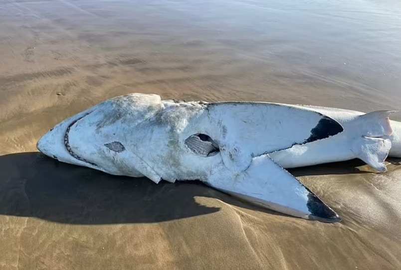 大白鲨体内竟然还有一只完整的海豚遗体。（IG@Alisontower）