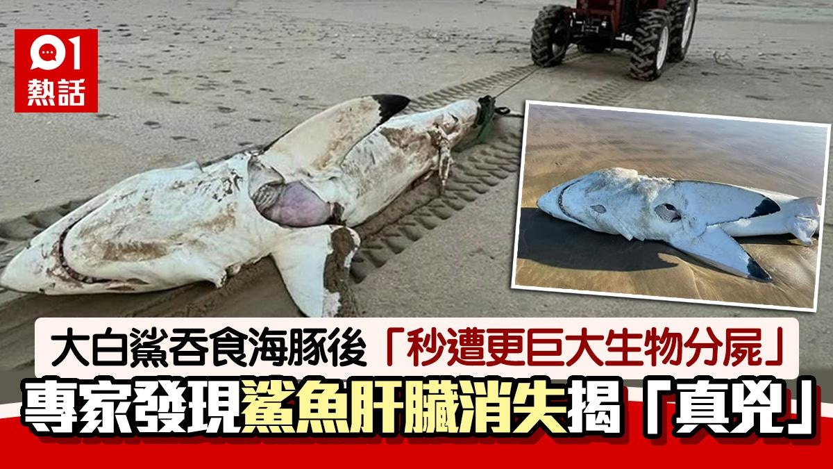 大白鯊吞食海豚「秒遭更巨大生物分屍」專家揭兇手真身就是虎鯨