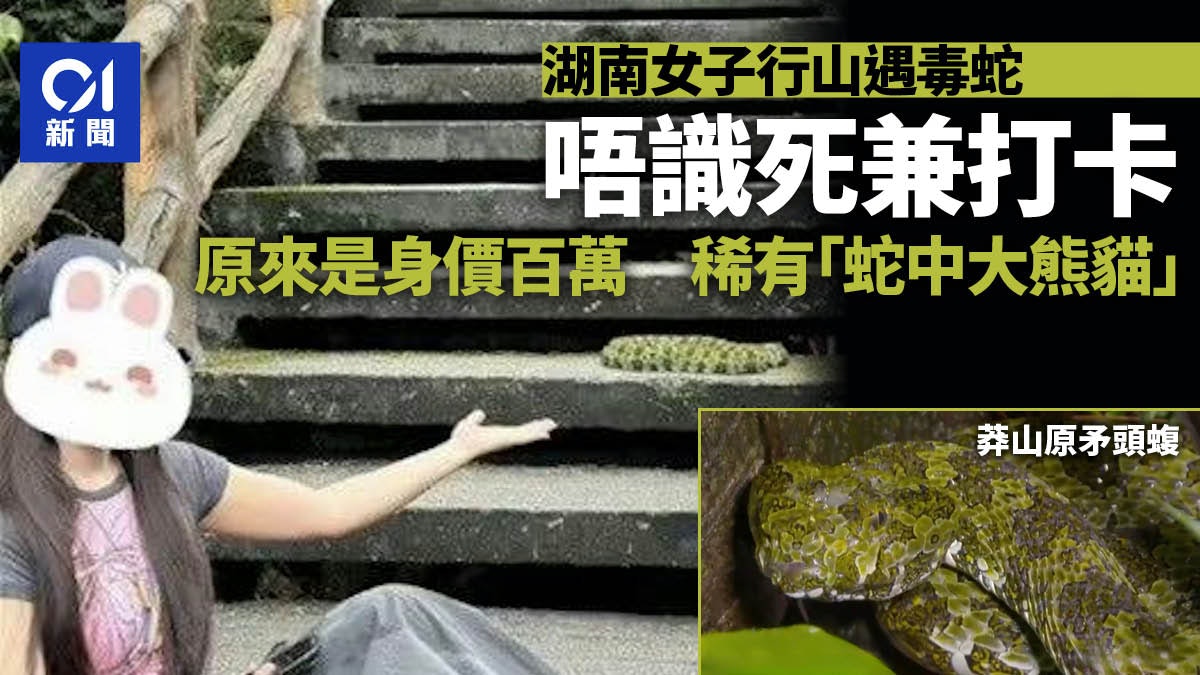 女子爬山遇毒蛇唔識死打卡合影 身價曾至百萬被稱「蛇中大熊貓」 女子爬山遇毒蛇唔識死打卡合影 身價曾至百萬被稱「蛇中大熊貓」
