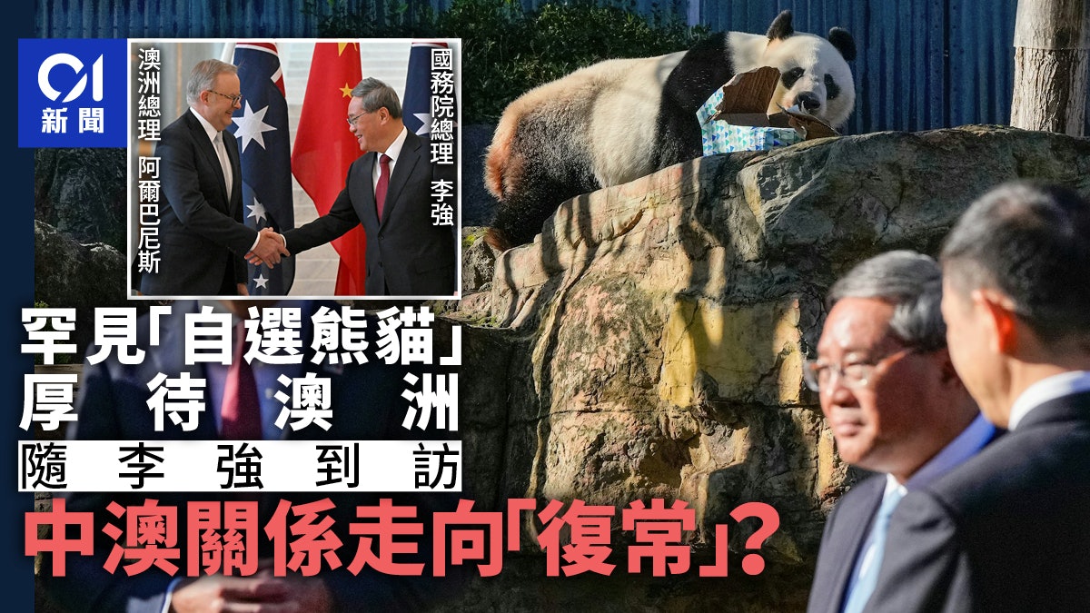 中國罕有自選熊貓厚待澳洲:中澳關係有望隨李強到訪回復正常? 中國罕有自選熊貓厚待澳洲:中澳關係有望隨李強到訪回復正常?