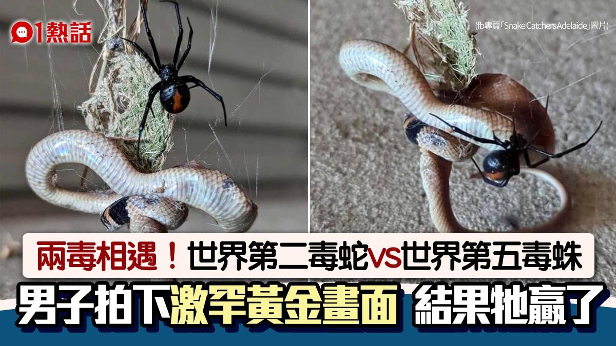 世界第二毒蛇vs世界第五毒蛛！澳男拍下激罕纏鬥畫面　最後牠勝出