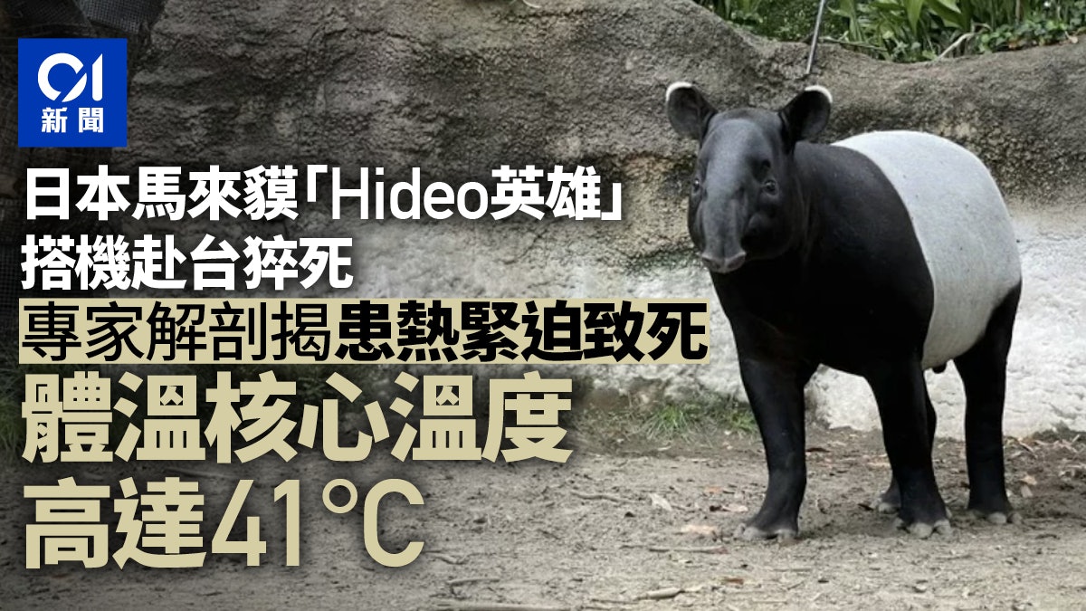 體溫核心溫度達41度!日本馬來貘「Hideo英雄」搭機抵台熱緊迫死 體溫核心溫度達41度!日本馬來貘「Hideo英雄」搭機抵台熱緊迫死
