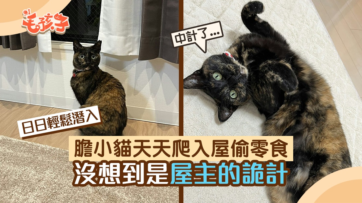 遇上心儀的流浪玳瑁貓 這家人用零食利誘牠 最終結下不解之緣 遇上心儀的流浪玳瑁貓 這家人用零食利誘牠 最終結下不解之緣