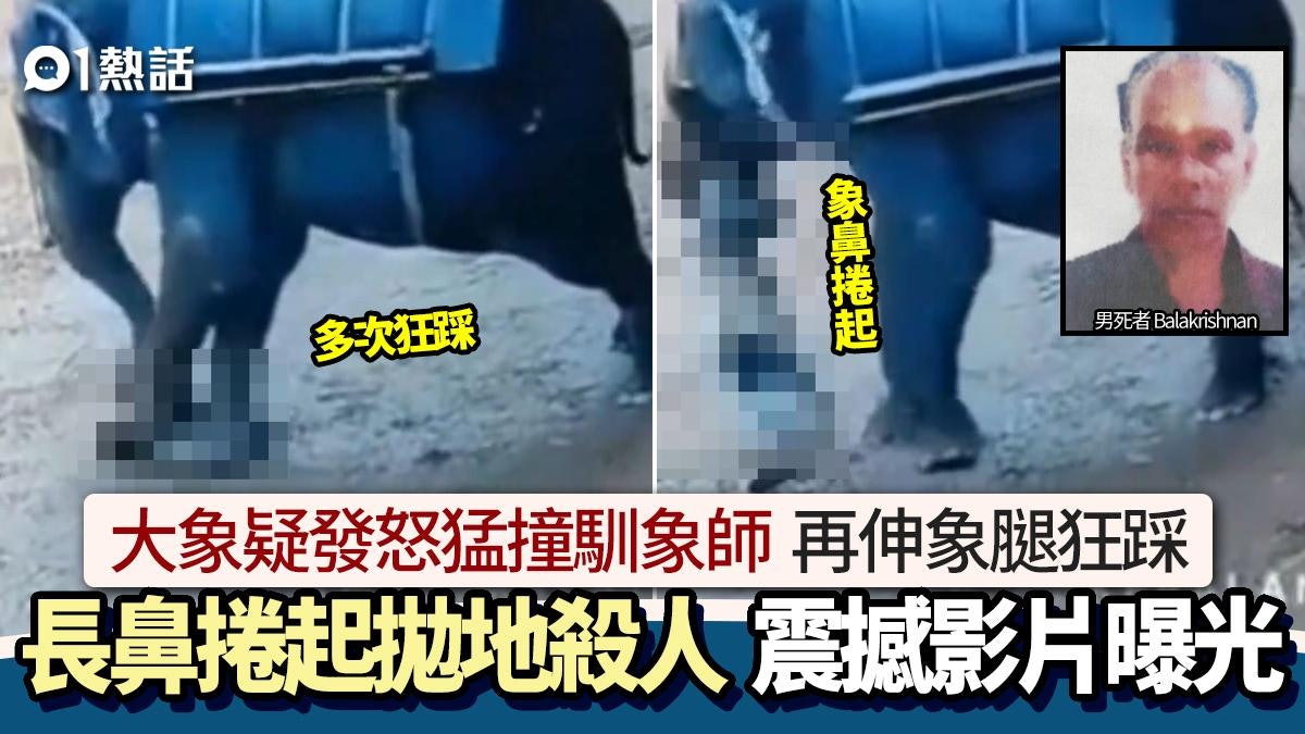 2000磅大象發怒!馴象師遭撞狂踩 長鼻捲起拋地亡 事發影片曝光 2000磅大象發怒!馴象師遭撞狂踩 長鼻捲起拋地亡 事發影片曝光