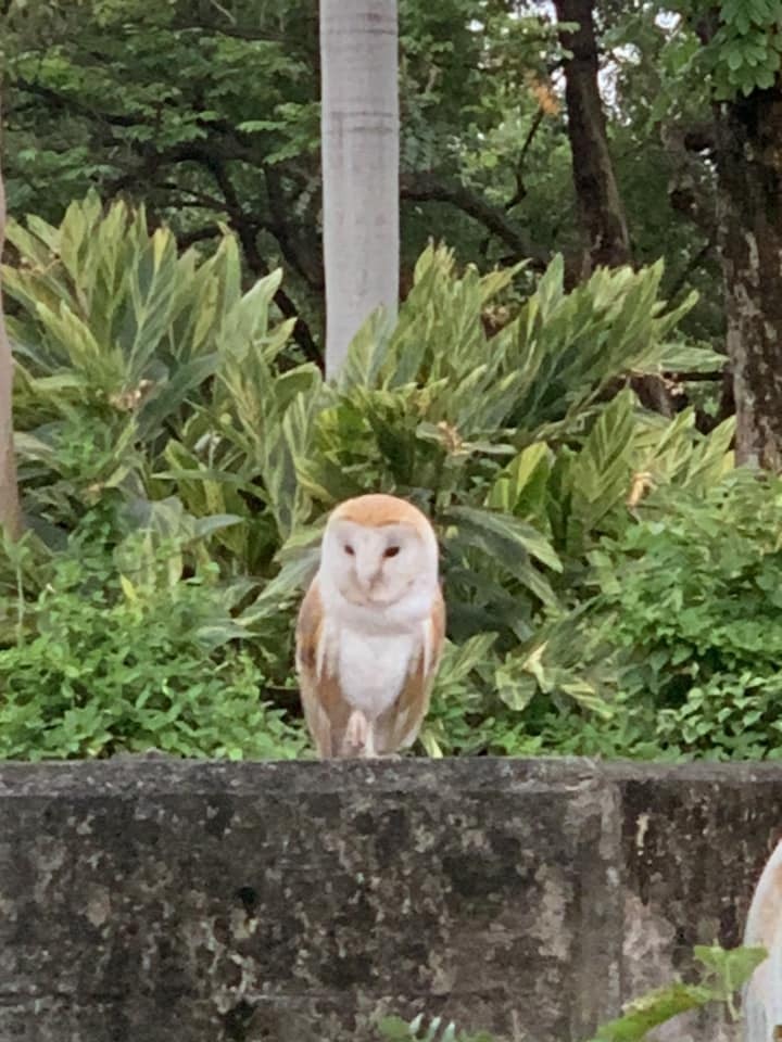有网民指在香港湿地公园正门对开近慧景轩的空地出现一只猫头鹰，吸引多人到场拍照。（facebook群组「失踪鸟 Lost Birds (香港网上雀街)」图片）