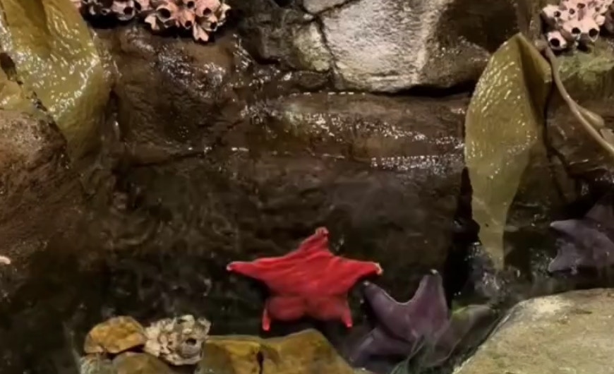 網友marvmurderface在水族館發現了一件有趣的事兒，那就是遇到了一隻翹臀海星。（X@marvmurderface）