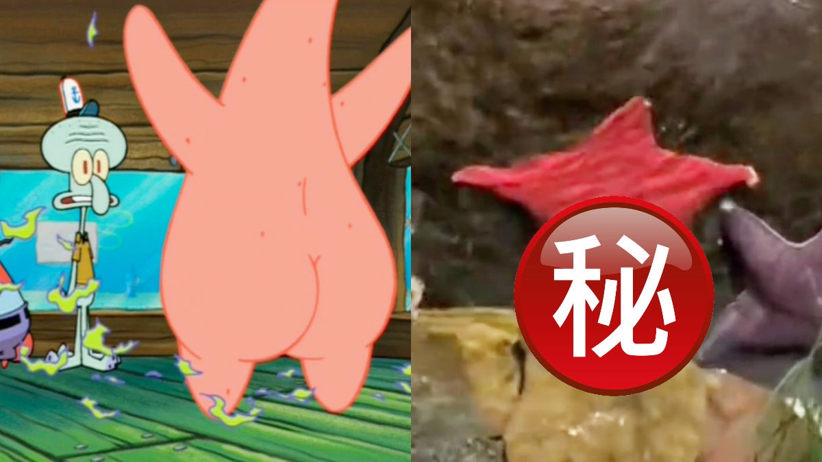 海綿寶寶派大星是真的？水族館驚偶「美臀海星」　原來是牠這部位