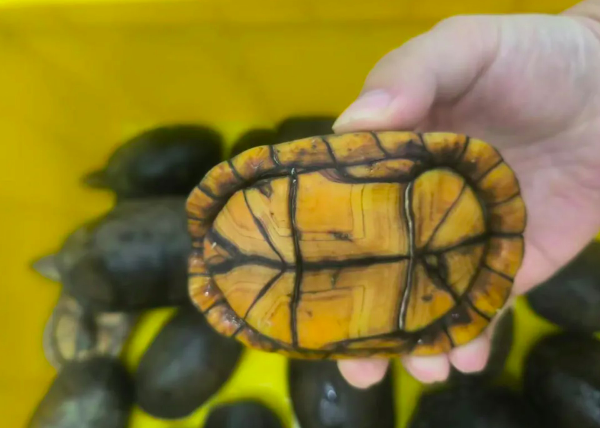 一名女子攜帶19隻活體龜經拱北口岸入境內地時,被海關工作人員攔截檢獲。(海關發布)