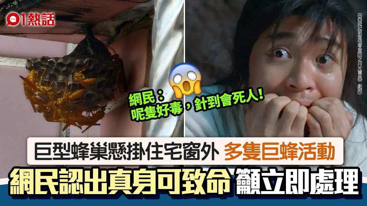 住宅外驚現超大蜂巢　畫面嚇壞網民︰呢隻針到會死人　教路咁處理