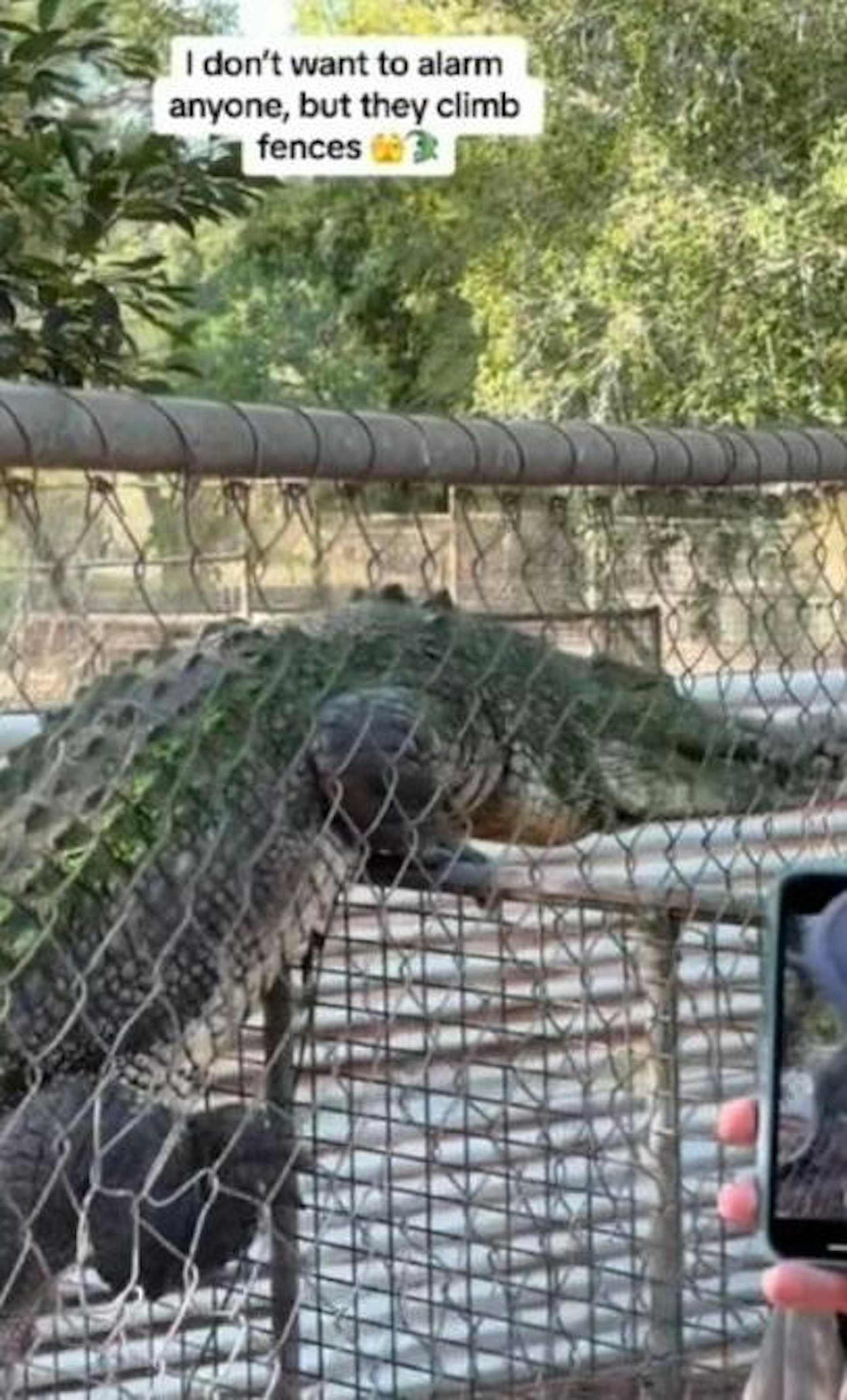 澳洲一家動物園有遊客拍到,巨型鱷魚試圖跨越鐵絲圍欄「逃跑」。(TikTok截圖 / @sophia_armstrong) 澳洲一家動物園有遊客拍到,巨型鱷魚試圖跨越鐵絲圍欄「逃跑」。(TikTok截圖 / @sophia_armstrong)