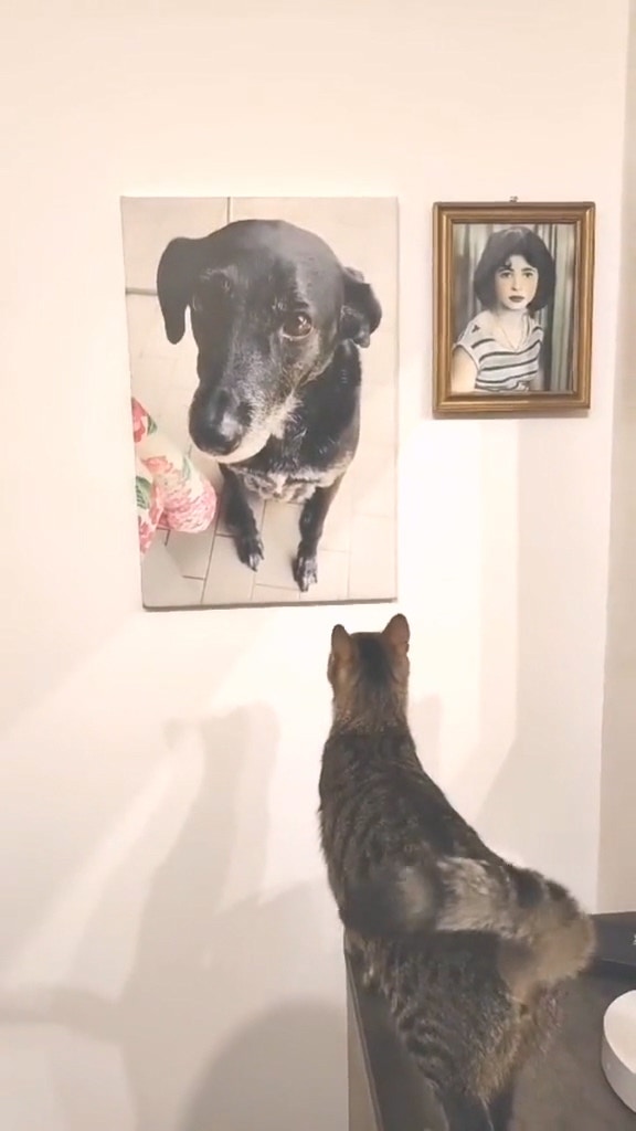 貓咪思念逝去狗狗深情一幕（tiktok@Asya Cutrino）
