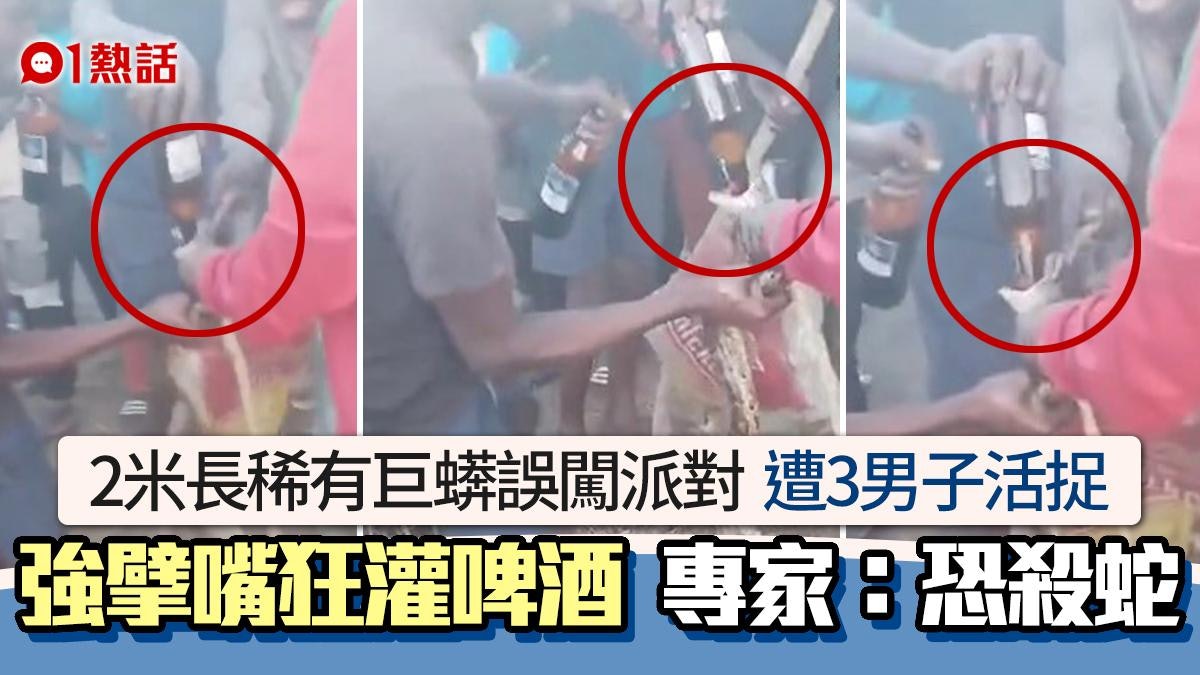 2米巨蟒誤闖派對遭活捉!被3男狂灌啤酒極慘 專家斥虐畜恐奪蛇命 2米巨蟒誤闖派對遭活捉!被3男狂灌啤酒極慘 專家斥虐畜恐奪蛇命