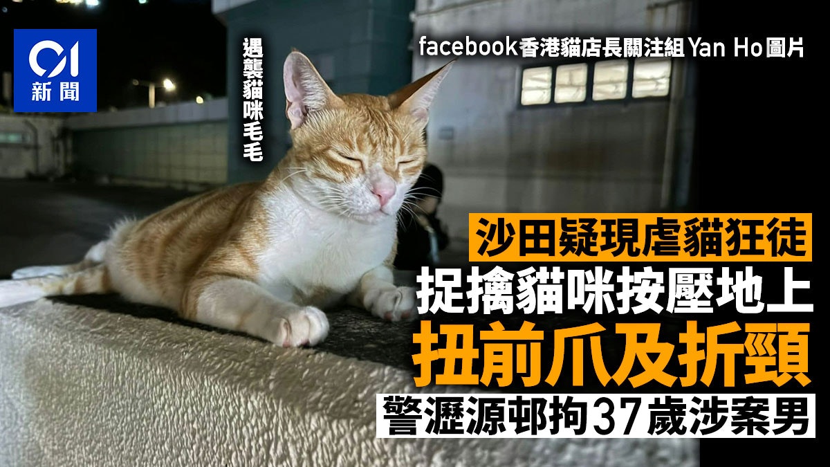 沙田疑現虐貓狂徒 捉擒按壓地上扭貓頸 警瀝源邨拘37歲涉案男 沙田疑現虐貓狂徒 捉擒按壓地上扭貓頸 警瀝源邨拘37歲涉案男