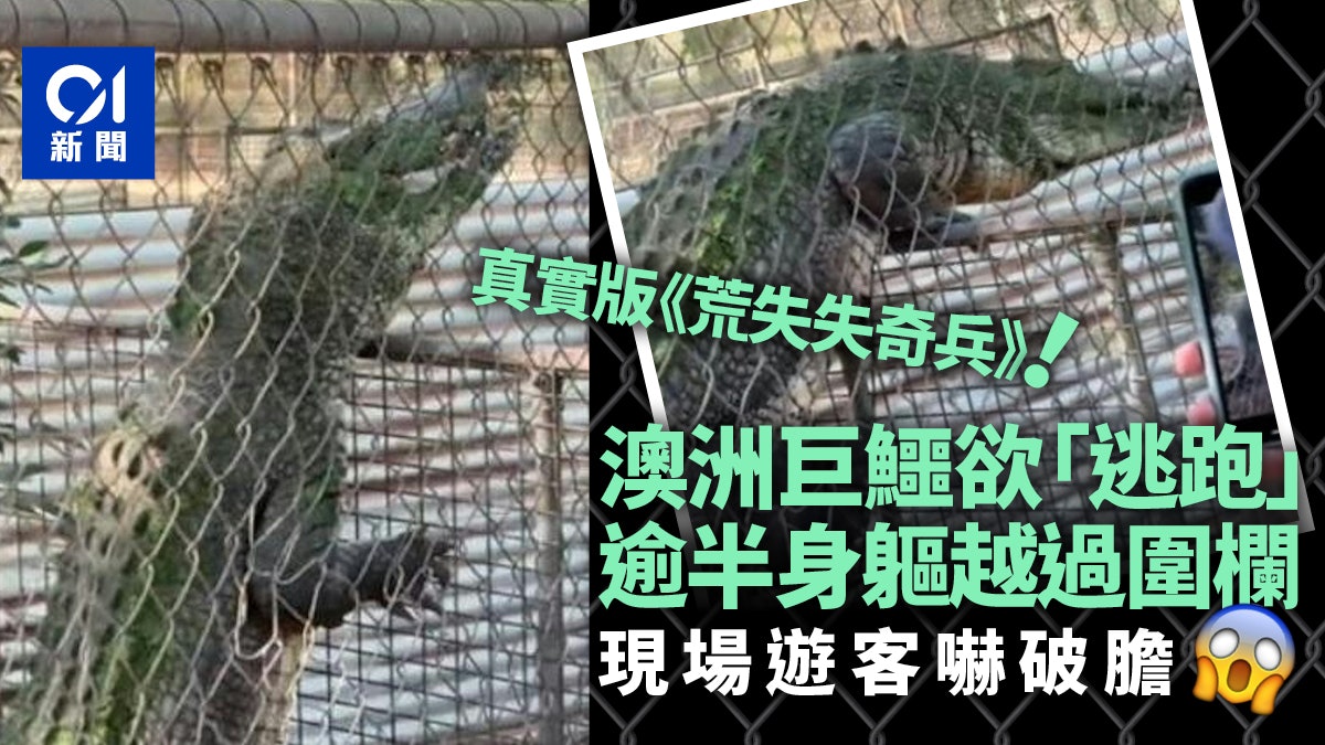 真實版《荒失失奇兵》:澳洲巨鱷半身快跨越欄杆 遊客飆汗嚇破膽 真實版《荒失失奇兵》:澳洲巨鱷半身快跨越欄杆 遊客飆汗嚇破膽