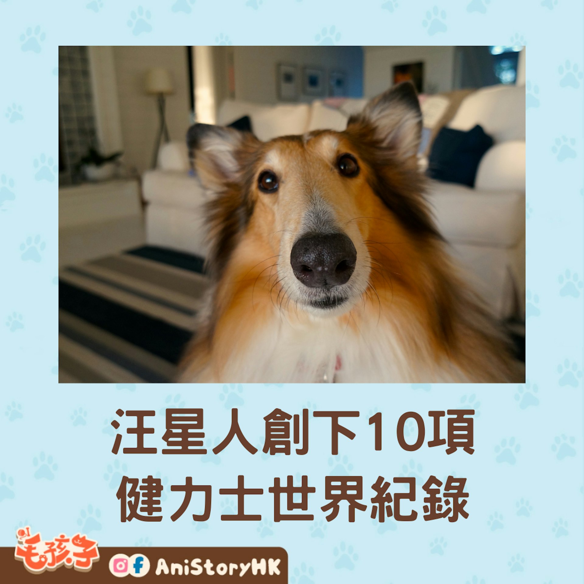 齊來看看狗界精英們,創下了什麼健力士世界紀錄。(01製圖) 齊來看看狗界精英們,創下了什麼健力士世界紀錄。(01製圖)