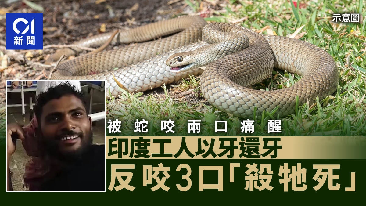 比蛇更狠！印度工人被咬兩口「回敬」　反咬3口殺死牠