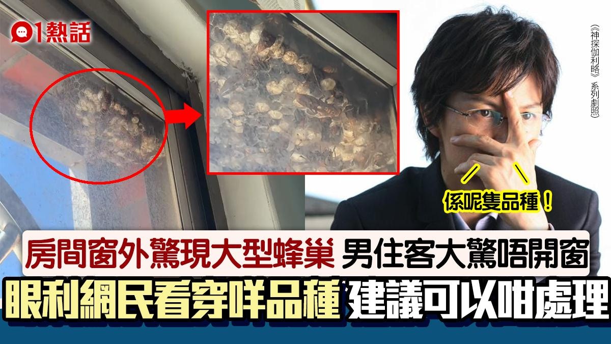大型蜂巢懸掛窗外　男生驚到唔敢開窗　網民一眼辨別品種籲咁解決