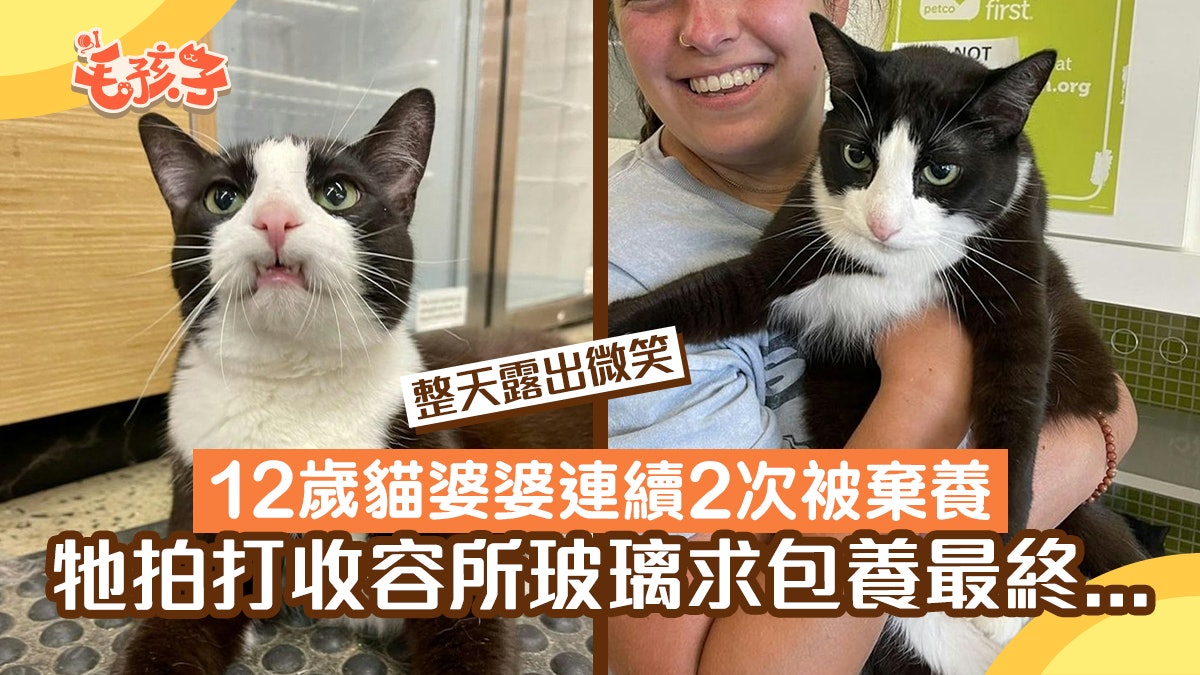 12歲愛笑老貓兩年兩度被退養 牠笑對命運最終敲響幸福巨鐘 12歲愛笑老貓兩年兩度被退養 牠笑對命運最終敲響幸福巨鐘