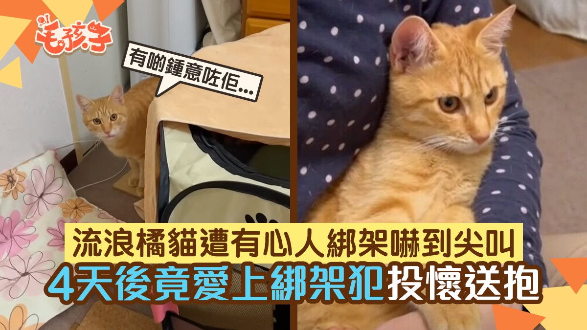 流浪橘貓遭有心人綁架　享受家庭溫暖僅4天