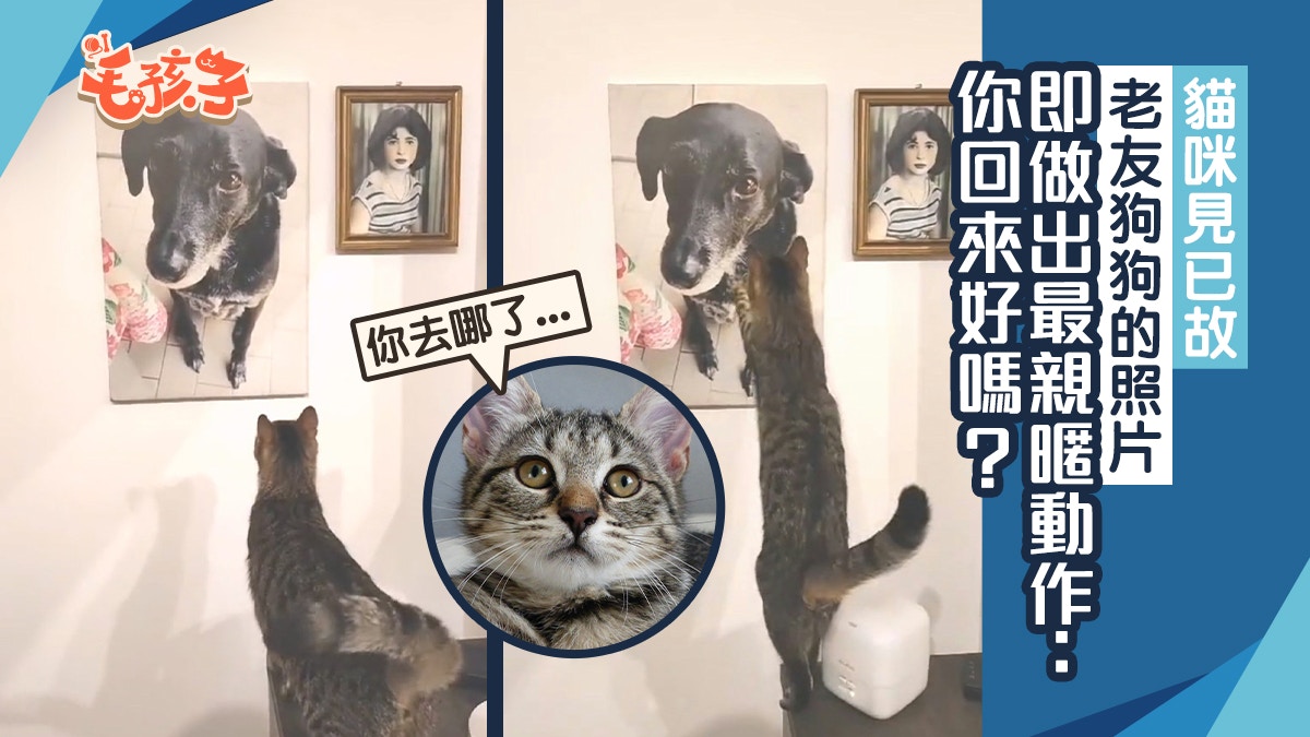 貓咪思念逝去狗狗深情一幕　輕撫照片的耳朵盡顯溫情：跟從前一樣