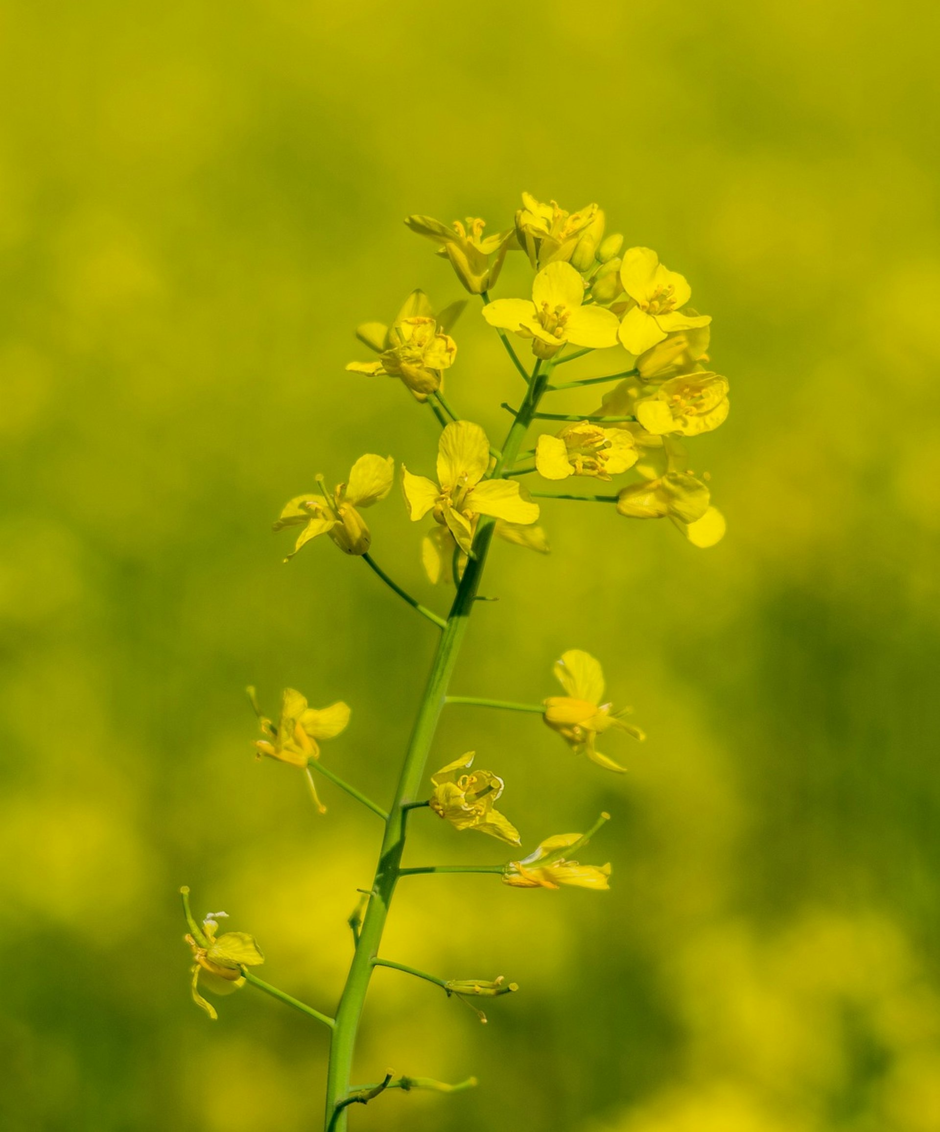 芥花籽油(canola oil)的花朵呈黃色,有四片花瓣。(Pixabay) 芥花籽油(canola oil)的花朵呈黃色,有四片花瓣。(Pixabay)