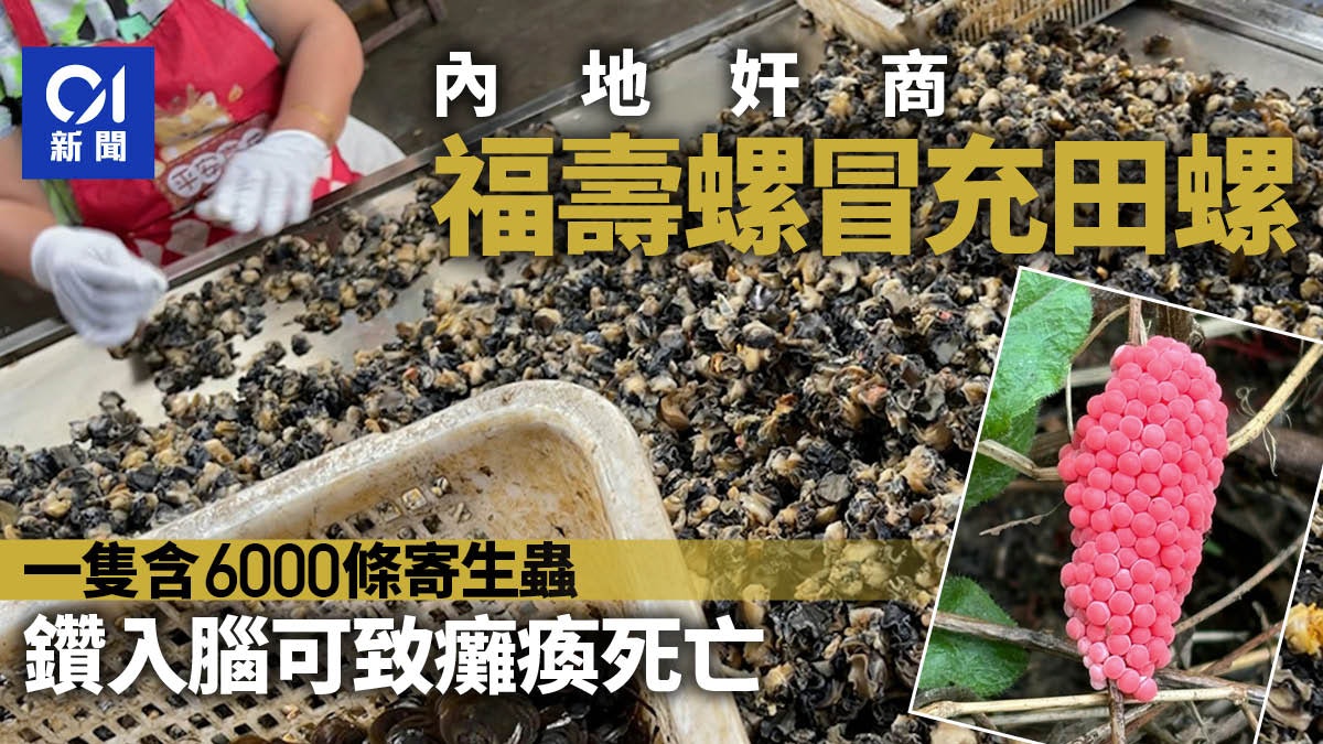 內地奸商福壽螺冒充田螺賣 含6000條寄生蟲 可鑽入腦致癱瘓死亡 內地奸商福壽螺冒充田螺賣 含6000條寄生蟲 可鑽入腦致癱瘓死亡