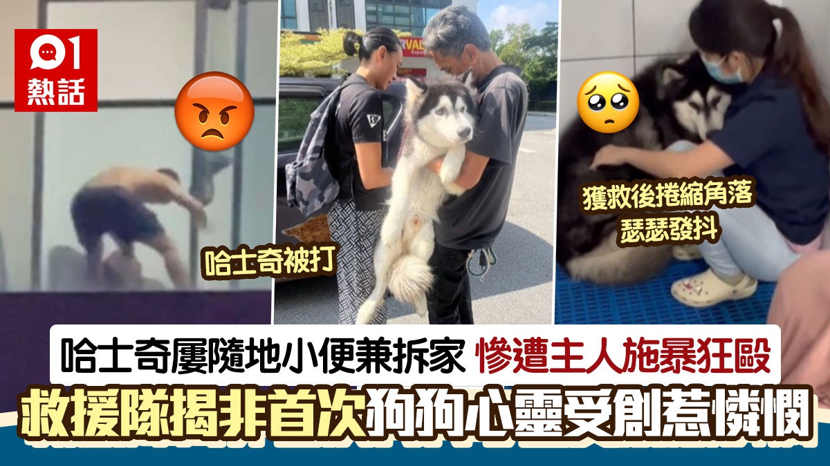 人神共憤!哈士奇隨地小便兼拆家 遭狗主虐打片瘋傳 獲救極可憐 人神共憤!哈士奇隨地小便兼拆家 遭狗主虐打片瘋傳 獲救極可憐