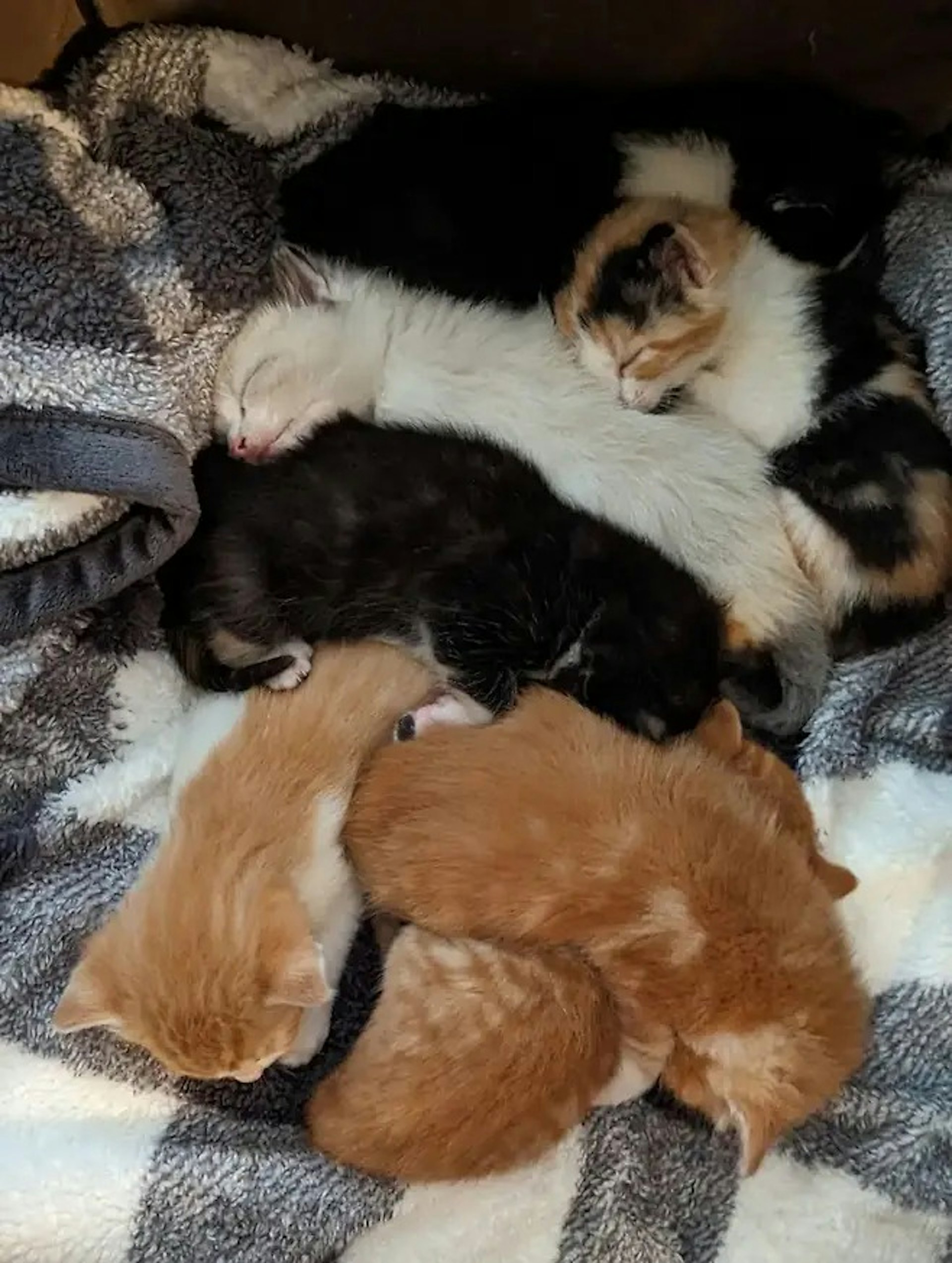 一群貓咪被人遺棄,輾轉來到駕咖啡廳。(CATFEINE CAT CAFE) 一群貓咪被人遺棄,輾轉來到駕咖啡廳。(CATFEINE CAT CAFE)