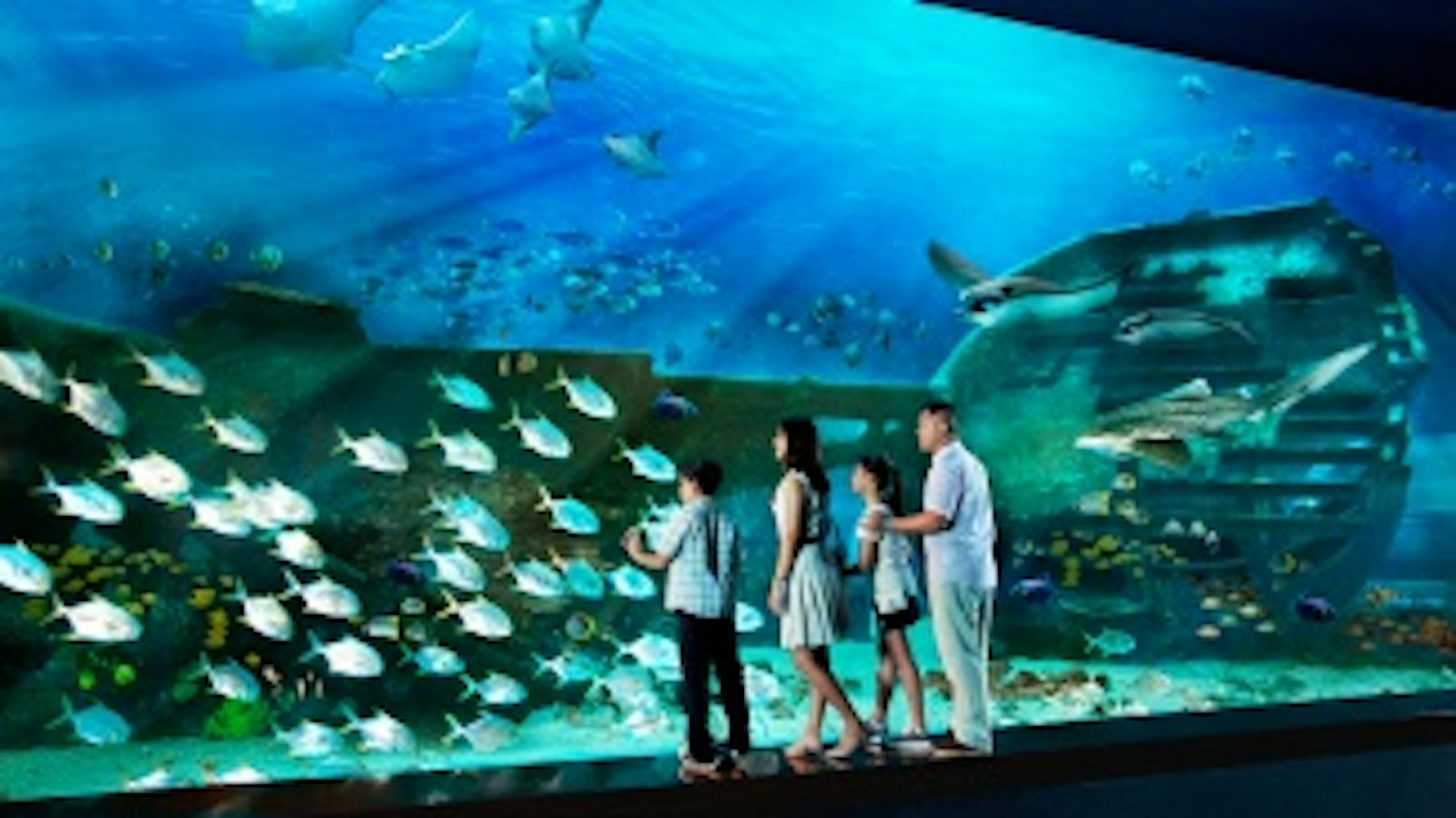 S.E.A.海洋館是世界上最大的水族館之一。(圖片來源:官網@新加坡旅遊局) S.E.A.海洋館是世界上最大的水族館之一。(圖片來源:官網@新加坡旅遊局)