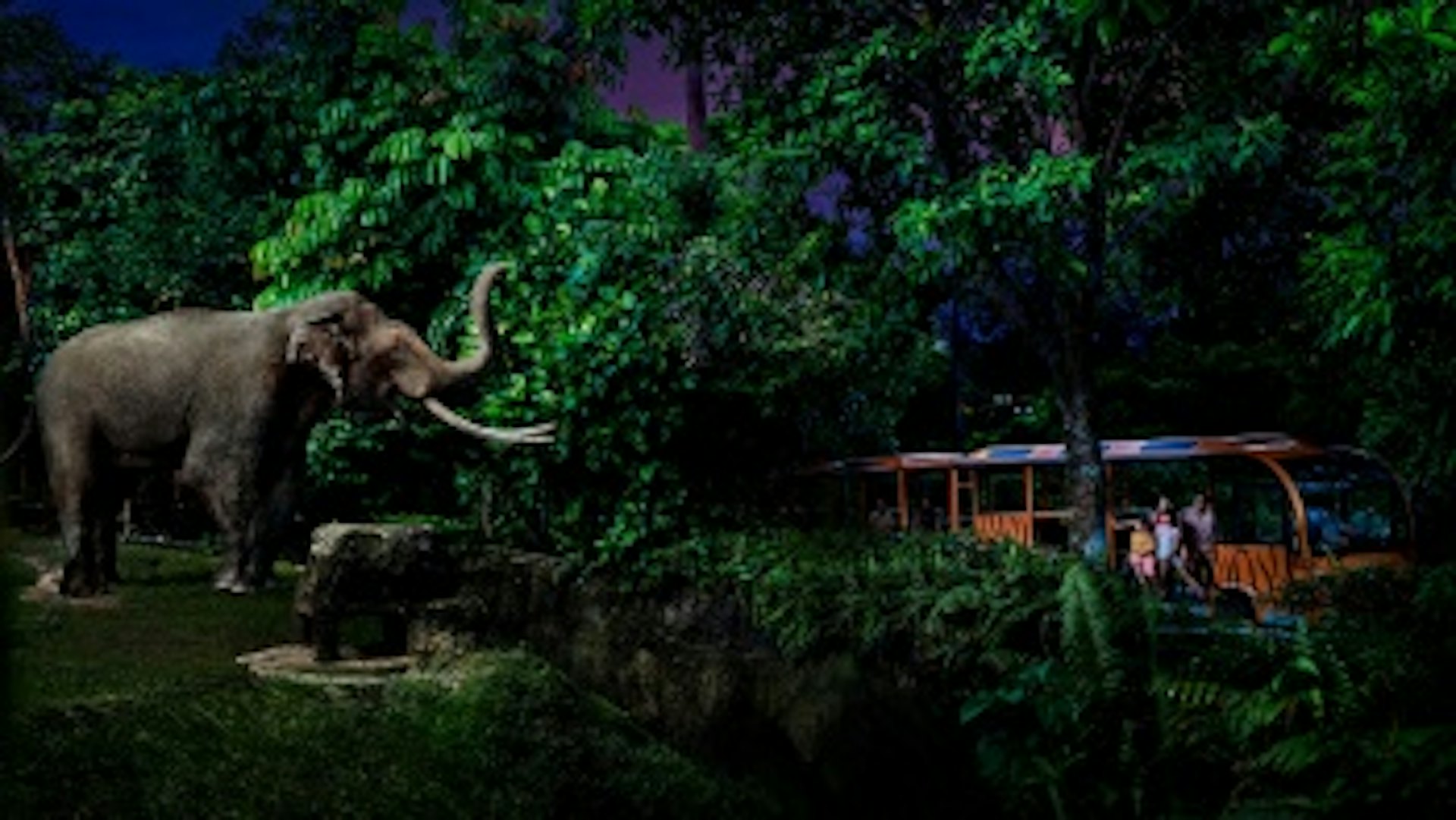 大家在這裡可以了解到動物們夜晚的生活。(圖片來源:官網@新加坡旅遊局) 大家在這裡可以了解到動物們夜晚的生活。(圖片來源:官網@新加坡旅遊局)