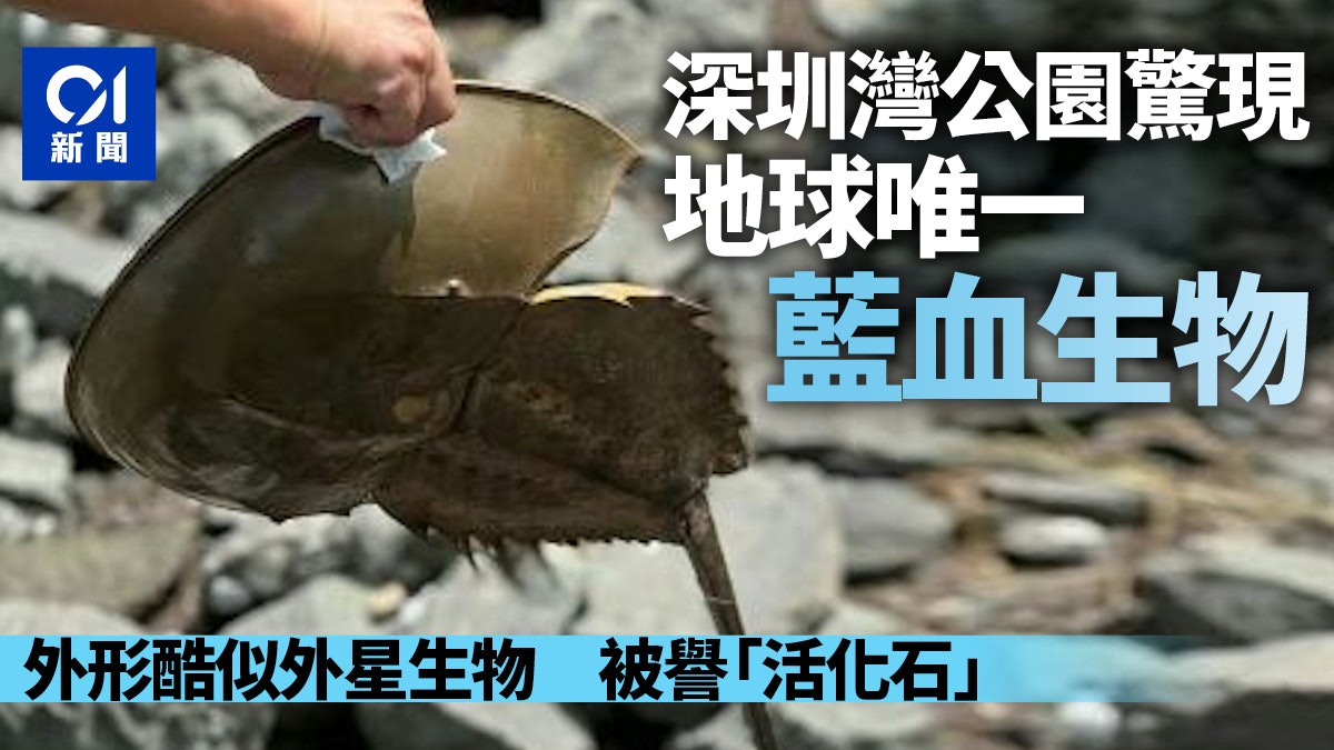 深圳灣驚現地球唯一藍血生物 存活過億年被譽「活化石」 深圳灣驚現地球唯一藍血生物 存活過億年被譽「活化石」