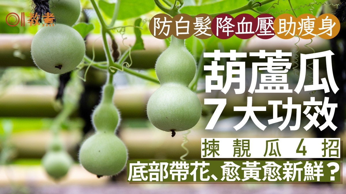 葫蘆瓜功效｜降血壓防白髮7功效消暑清熱挑選4招底部帶花至新鮮 