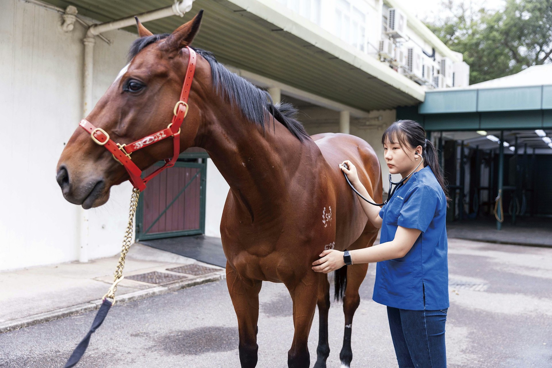 陳曉汶城市大學賽馬會動物醫學及生命科學院獸醫學學士六年級生 陳曉汶城市大學賽馬會動物醫學及生命科學院獸醫學學士六年級生