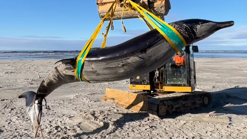 新西蘭海灘驚現最罕見鯨魚鏟齒中喙鯨官員：全球僅6個樣本紀錄