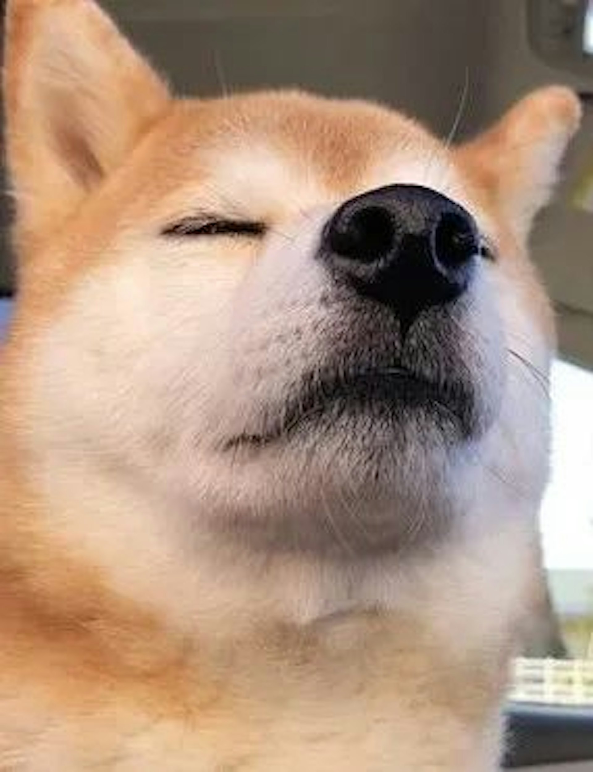柴犬小桃最愛外出散步了(x@momonosekaiii) 柴犬小桃最愛外出散步了(x@momonosekaiii)